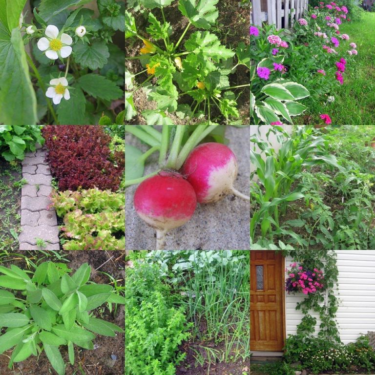 Monday Garden Update 2