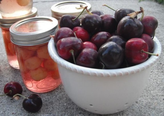 Canning 101: Sweet Cherries for Winter Days