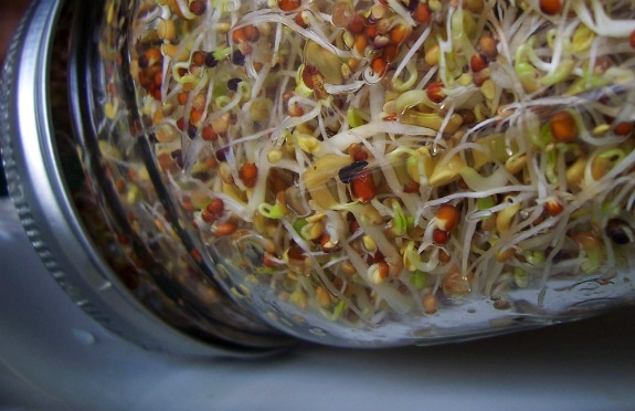 Grow Food In Your Kitchen: My Easy Sprouting Routine