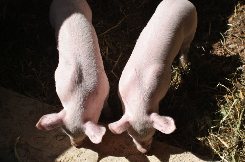 Two piglets at a farm fair