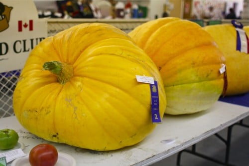 Fall fair giant pumpkins
