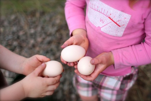 Understanding Egg Labels 101
