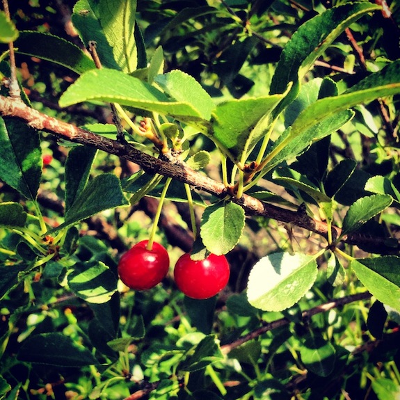 Sour Cherry and Saskatoon Berry Products made in Saskatchewan – Cherry &  Berry Delight