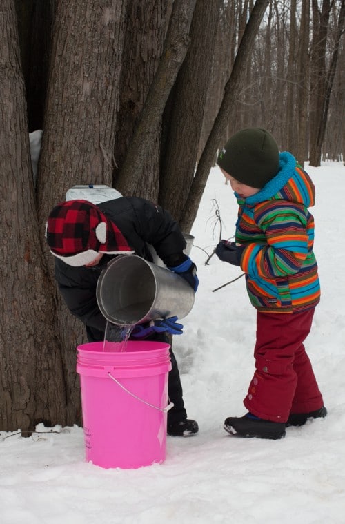 How to make maple syrup on simplebites.net