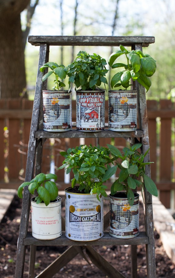 herbs in recycled tin cans and an old ladder display