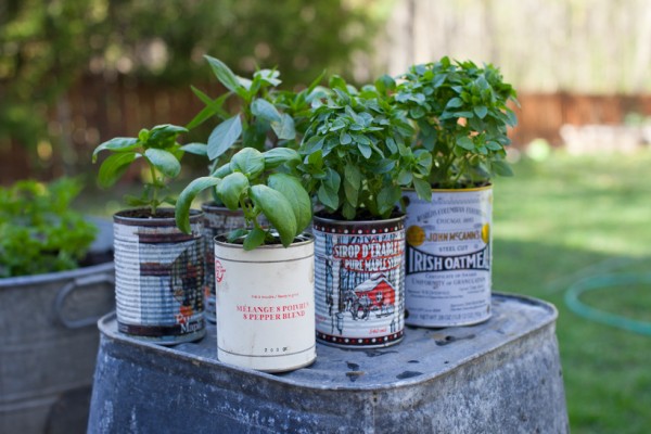 recycled cans for potted kitchen herbs