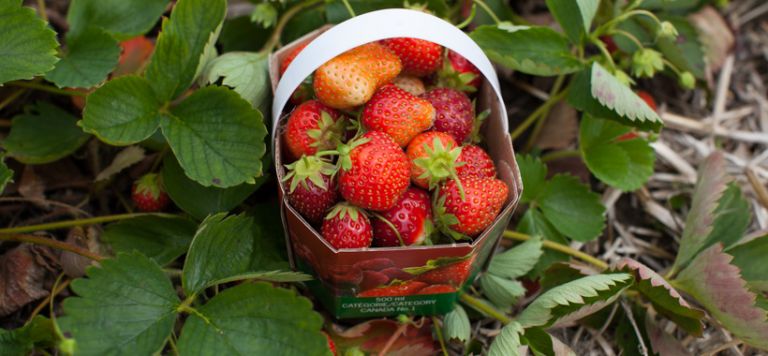 Savouring Strawberry Season – a recipe round-up