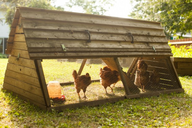 Simple Bites homestead - The chicken coop