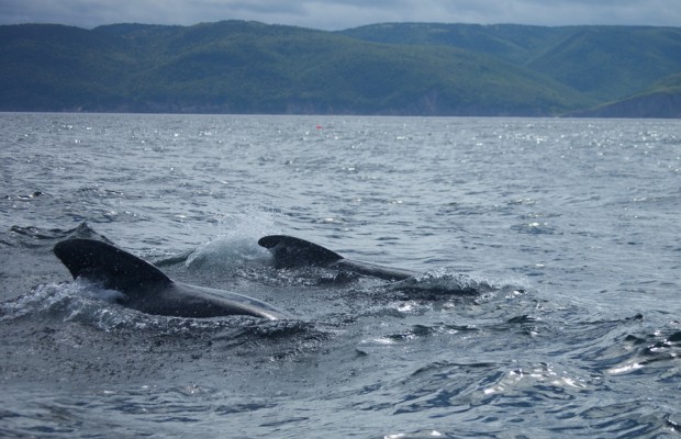 Pilot whale watching in Nova Scotia