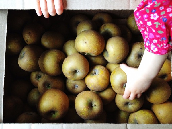 box of Russets