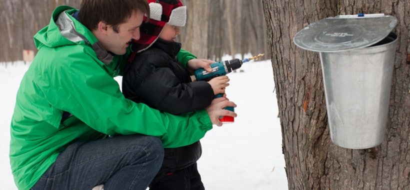 How to know when it is time to tap maple trees