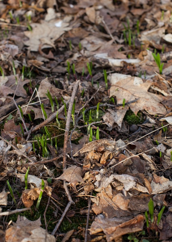 Spring ramps in the forest #ramps #spring