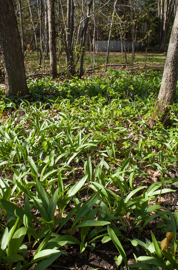 ramps in forest | simple bites #foraging