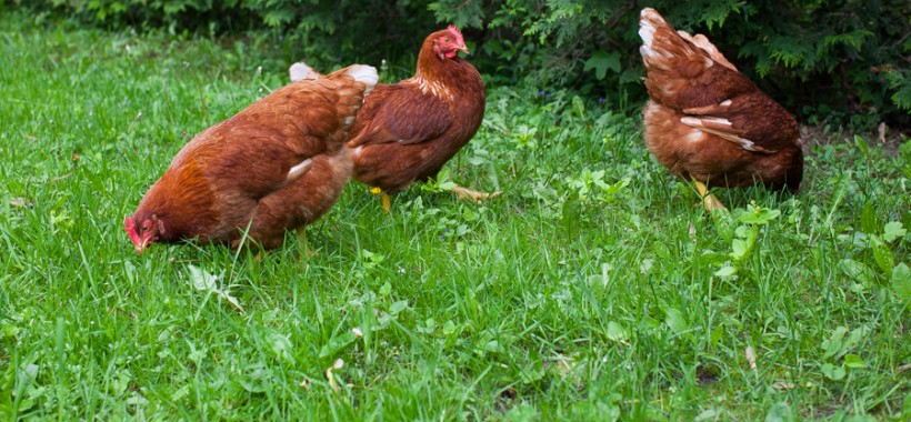 Meet the backyard chickens