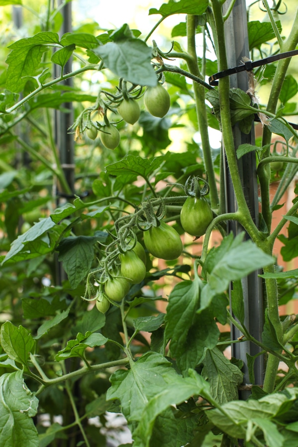 A Garden Tour | Simple Bites  green tomatoes-1