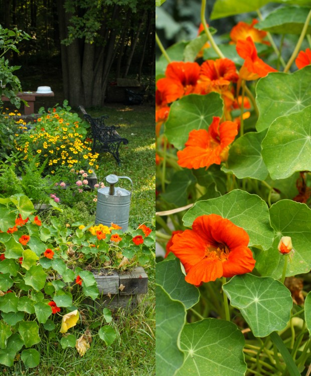 Image of Tomato and nasturtium flower