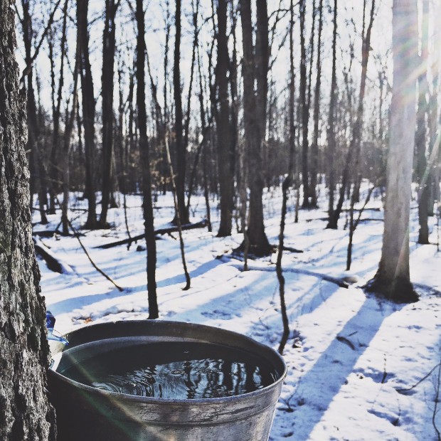 bucket of sap