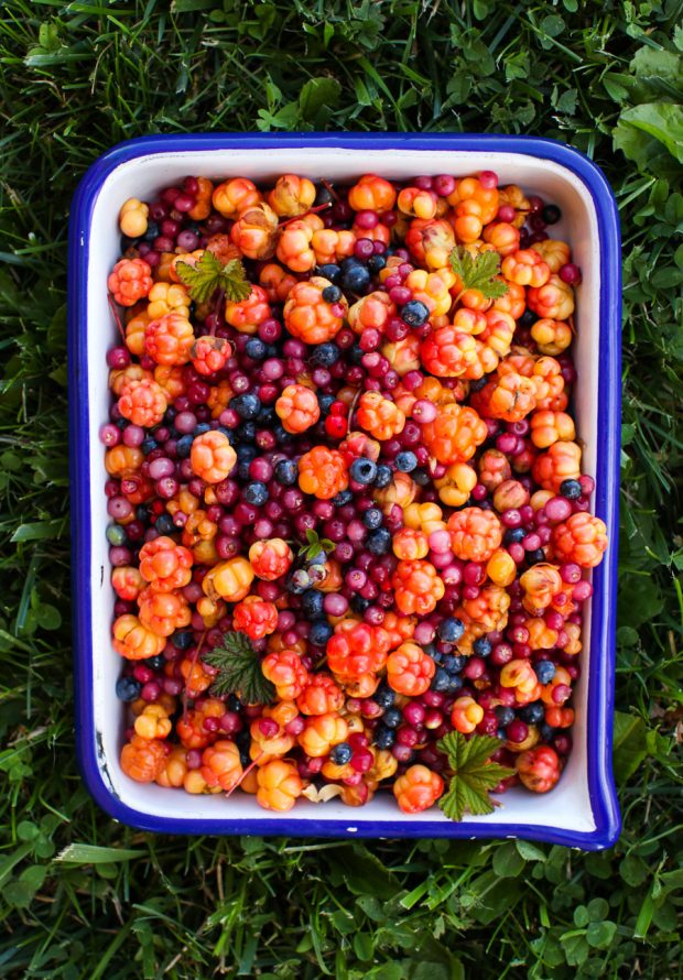 Wild Berry Foraging