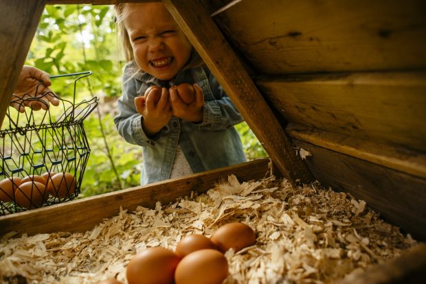 Raising Healthy Eaters || Simple Bites || Collecting eggs