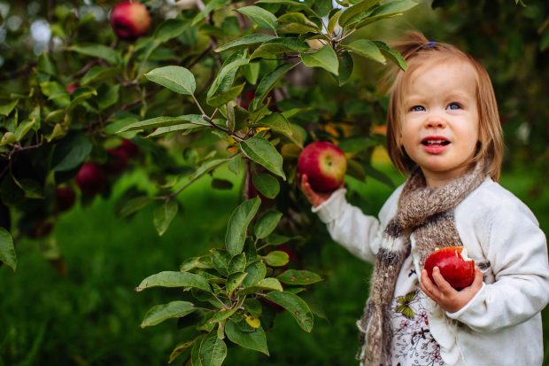 Clara picking apples | Simple Bites