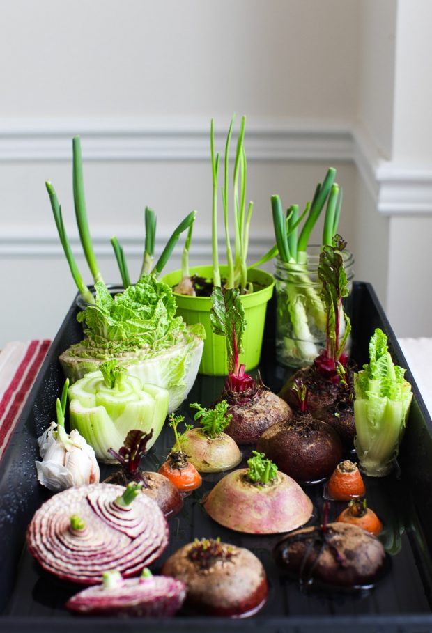 How to Regrow Vegetable Scraps