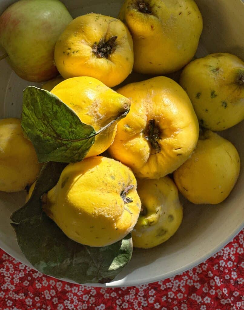 Bowl of quince